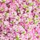 Pink, variant on Member's Mark Stock, 100 stems, choose color