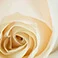 White Rose, variant on Member's Mark Wedding Collection Bridesmaid Bouquets, choose color and quantity