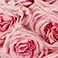 Pink O'Hara, variant on Member's Mark Garden Roses, 36 stems, Choose color variety