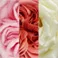 Pink & White, variant on Member's Mark Garden Roses, 36 stems, Choose color variety