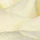 White, variant on Member's Mark Fair Trade Roses, 75 stems, Choose color variety
