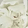 White, variant on Member's Mark Mini Carnations, Choose color and stem count