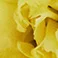 Yellow, variant on Member's Mark Carnations, Choose color and stem count
