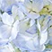 Blue, variant on Member's Mark Hydrangeas, choose color and stem count