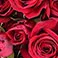 Red, variant on Member's Mark Spray Roses, Choose color variety and stem count