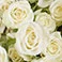 White, variant on Member's Mark Spray Roses, Choose color variety and stem count