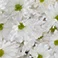 White, variant on Member's Mark Pompon Daisies, 90 stems (Choose color)