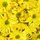 Yellow, variant on Member's Mark Pompon Daisies, 90 stems (Choose color)