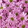 Lavender, variant on Member's Mark Pompon Daisies, 90 stems (Choose color)