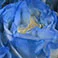 Blue, variant on Member's Mark Illusion Roses, 96 stems, Choose color variety