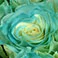 Aqua, variant on Member's Mark Illusion Roses, 96 stems, Choose color variety