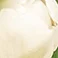 White, variant on Member's Mark Tulips, 50 stems