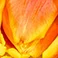 Orange, variant on Member's Mark Tulips, 50 stems