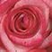 Blush - Pink Bicolor, variant on Member's Mark Ecuadorian Premium Roses, choose color variety and stem count