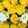 Golden Glow Yellow, variant on Member's Mark Farm Fresh Rose Bouquet, 28 stems, choose color