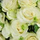 Pure Elegance White, variant on Member's Mark Farm Fresh Rose Bouquet, 28 stems, choose color